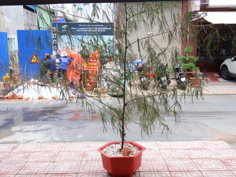 HỌC VIÊN TRUNG TÂM ĐỒNG NAI HƯỞNG ỨNG LỄ HỘI SENDAI TANABATA  🎋